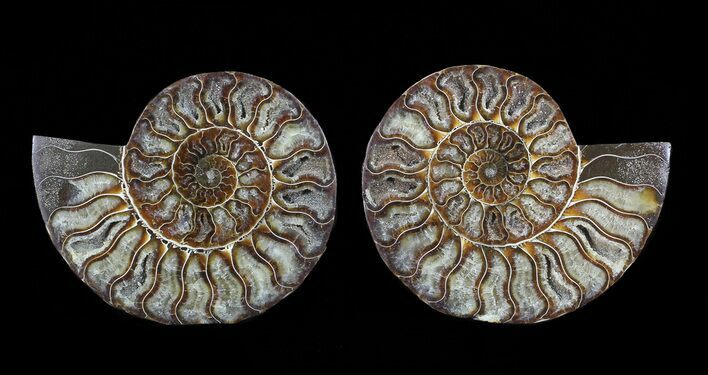 Cut & Polished Ammonite Fossil - Agatized #64977